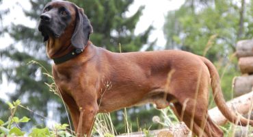 Bezirksjagdhundetag KB - Foto Kraißer www.tjv.at | Foto: Kraißer