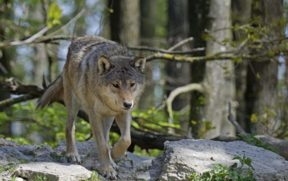 Wolf, Bär, Luchs & Goldschakal – Sichtmeldung