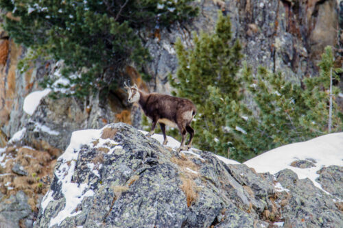 Gämse1_bearb Gämse1_bearb