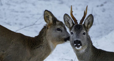 FdM Petra Huter bearb P. Huter