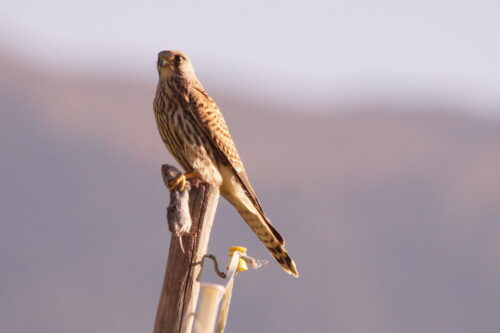 FdM Andreas Prantl 2