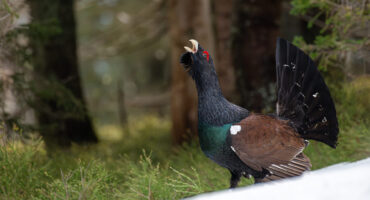 Auerhahn (Tetrao urogallus major) Auerhahn (Tetrao urogallus major)