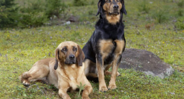 Tiroler Bracke_Die Fotografen(12) Tiroler Bracke_Die Fotografen(12)