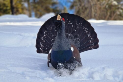 Heinrich Kleinlercher_Februar_St.Veit in Defereggen